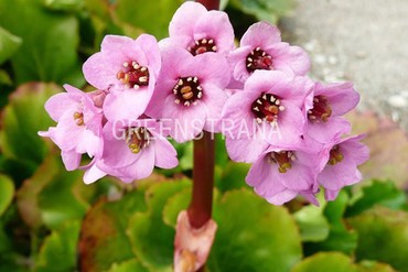 Бадан сердцелистный "Lilac Rose"