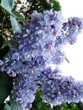Сирень обыкновенная Президент Греви (Syringa vulgaris 'Prezident Grevi')