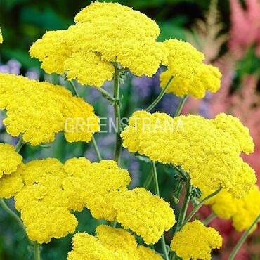 Тысячелистник гибридный Муншайн (Achillea 'Moonshine')