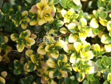 Тимьян лимоннопахнущий Голден Лемон (Thymus x citriodorus 'Golden Lemon')