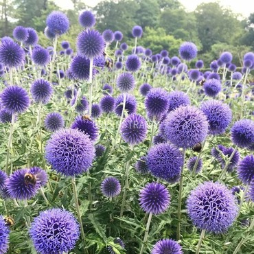 Мордовник обыкновенный (Echinops ritro)