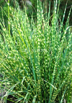 Мискантус китайский Зебринус (Miscanthus sinensis 'Zebrinus')