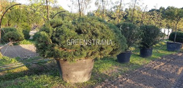 Сосна горная (Pinus mugo)