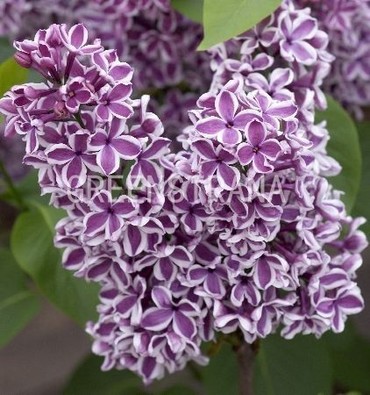 Сирень обыкновенная Сенсейшн (Syringa vulgaris 'Sensation')