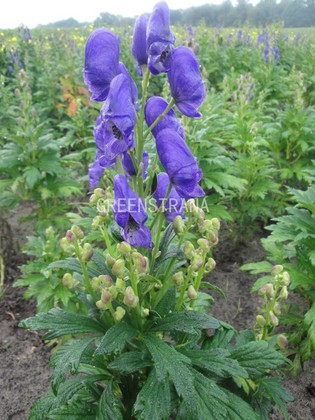 Аконит (Aconitum)