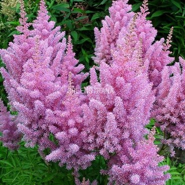 Астильба Арендса Америка (Astilbe x arendsii 'Amerika')