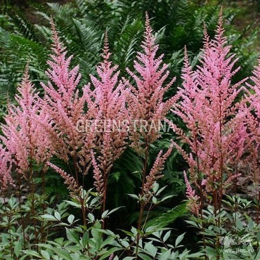 Астильба Арендса Эрика (Astilbe x arendsii 'Erika')