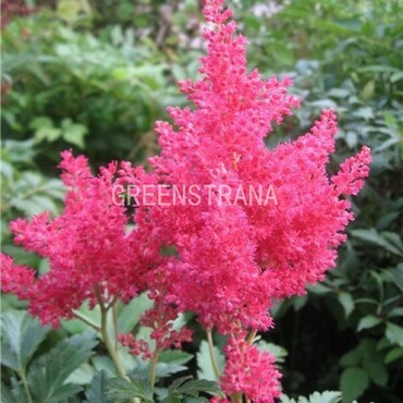 Астильба японская Кобленц (Astilbe japonica 'Koblenz')