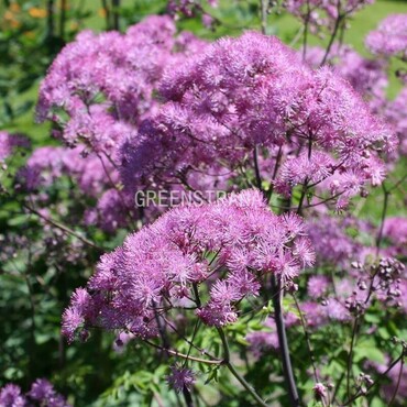 Василистник аквилегилистный Блэк Стокингс (Thalictrum aquilegiifolium 'Black Stockings')