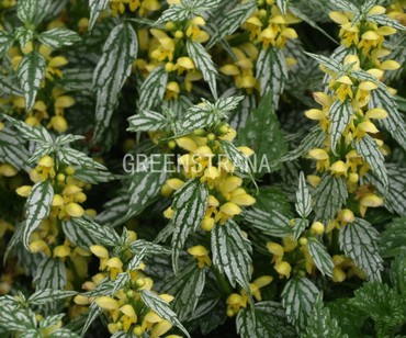 Яснотка желтая Германс Прайд (Lamium galeobdolon 'Herman's Pride')
