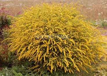 Солидаго морщинистый Файерворкс (Solidago rugosa 'Fireworks')