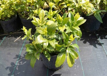 Пахизандра верхушечная Грин Карпет (Pachysandra terminalis 'Green Carpet')