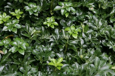 Пахизандра верхушечная Грин Шин (Pachysandra terminalis 'Green Sheen')