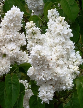 Сирень обыкновенная Моник Лемуан (Syringa vulgaris 'Monique Lemoine')