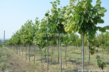 Липа крымская (Tilia x euchlora)