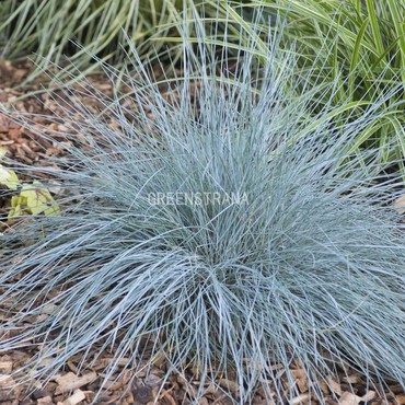 Овсяница аметистовая (Festuca amethystina)
