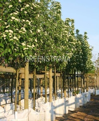 Рябина тюрингская Фастигиата (Sorbus x thuringiaca 'Fastigiata')