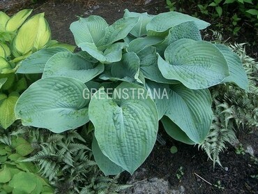 Хоста гибридная Брессингем Блю (Hosta 'Bressingham Blue')