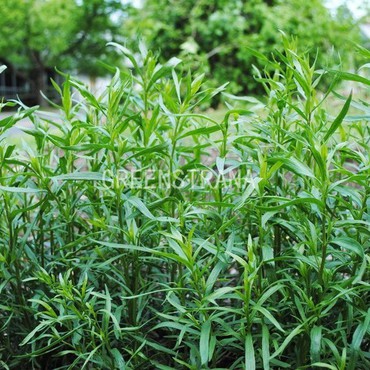 Полынь эстрагонная или тархун Сениор (Artemisia dracunculus 'Senior')