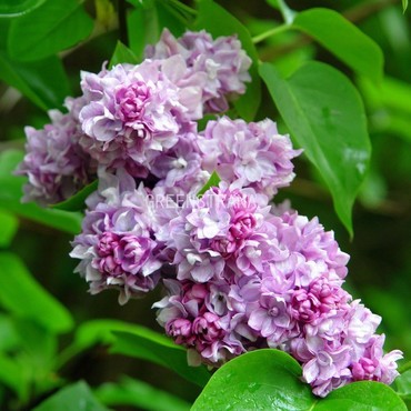 Сирень обыкновенная Катерина Хавеймейер (Syringa vulgaris 'Katherine Havemeyer')