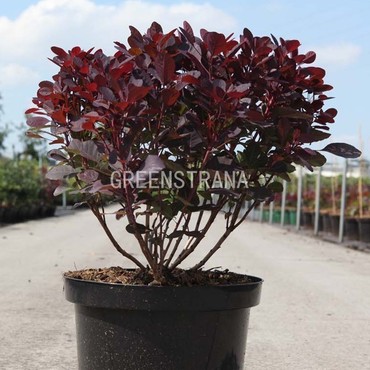 Скумпия кожевенная (Cotinus coggygria)