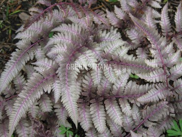 Кочедыжник ниппонский Пьютер Лейс (Athyrium niponicum 'Pewter Lace')