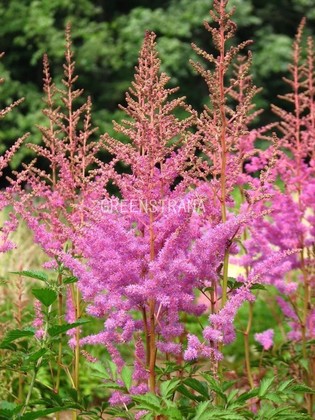 Астильба Арендса Аметист (Astilbe x arendsii 'Amethyst')