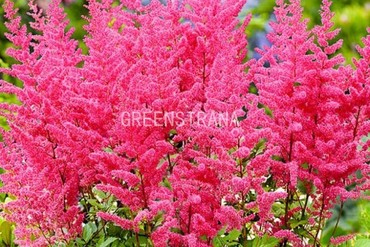 Астильба Арендса Гранат (Astilbe x arendsii 'Granat')