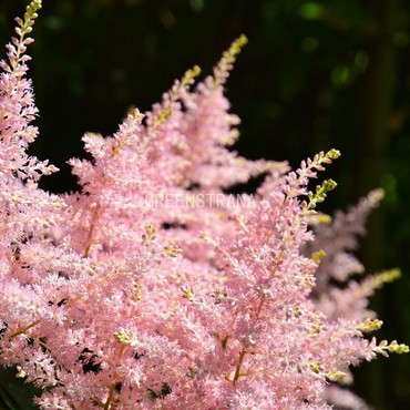 Астильба японская Пич Блоссом (Astilbe japonica 'Peach Blossom')