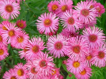 Астра новоанглийская Баррс Пинк (Symphyotrichum novae-angliae 'Barr's Pink')