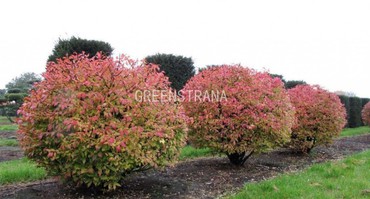 Бересклет крылатый (Euonymus alatus)
