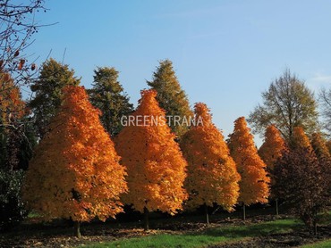 Клен остролистный Колумнаре Дила (Acer platanoide 'Columnare Dila') Конус