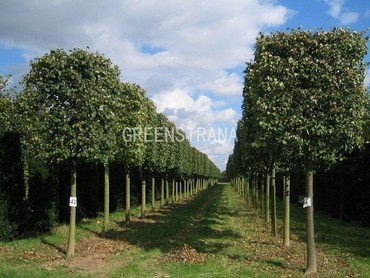 Липа обыкновенная Паллида (Tilia x europaea 'Pallida') Куб