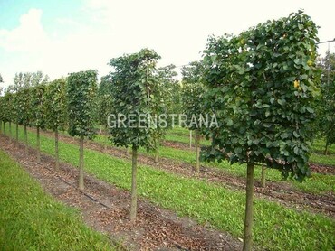 Липа мелколистная Ранчо (Tilia cordata 'Rancho') Шпалера