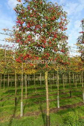 Яблоня Эверест (Malus 'Evereste') Шпалера