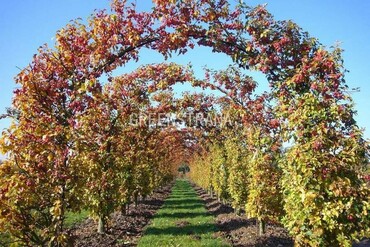 Яблоня Эверест (Malus 'Evereste') Арка