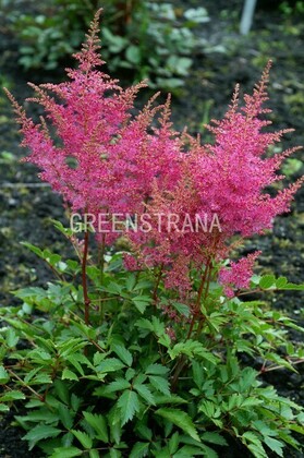 Астильба Арендса Юник Лилак (Astilbe x arendsii 'Younique Lilac')