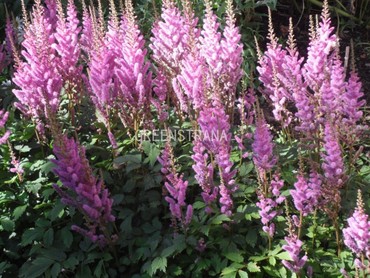 Астильба китайская Пумила (Astilbe chinensis 'Pumila')