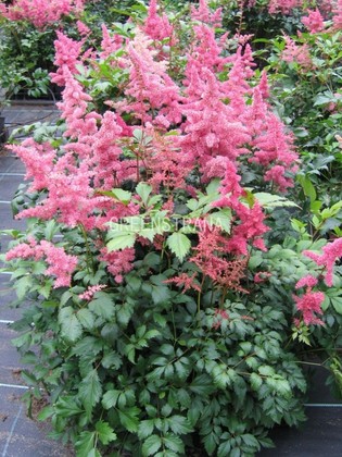 Астильба японская Бремен (Astilbe japonica 'Bremen')