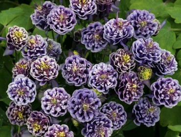 Аквилегия "Winky Blue and White"