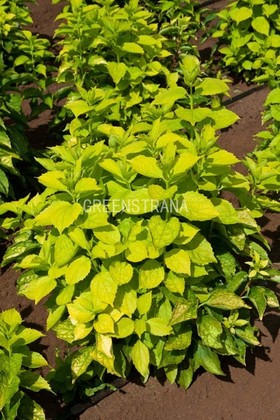 Чубушник венечный Ауреус (Philadelphus coronarius 'Aureus')