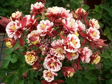 Аквилегия Винки Ред энд Уайт (Aquilegia 'Winky Red and White')