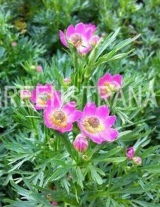 Анемона многонадрезанная Рубра (Anemone multifida 'Rubra')