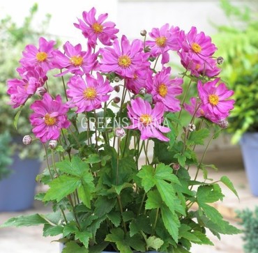 Анемона японская Принц Генрих (Anemone japonica 'Prinz Heinrich')