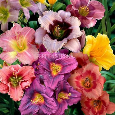 Лилейник гибридный Микс (Hemerocallis hybrida 'Mix')