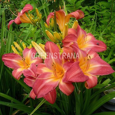 Лилейник гибридный Черри Чикс (Hemerocallis hybrida 'Cherry Cheeks')