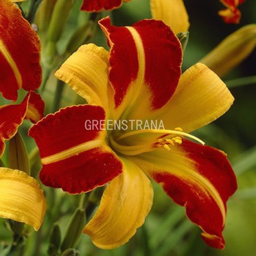 Лилейник гибридный Франс Халс (Hemerocallis hybrida 'Frans Hals')