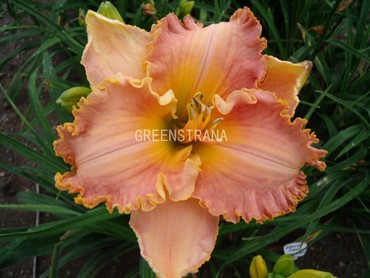 Лилейник гибридный Спейскост Старбёрст (Hemerocallis hybrida 'Spacecoast Starburst')