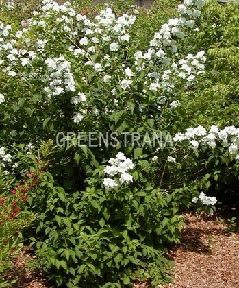 Чубушник венечный Белль Этуаль (Philadelphus 'Belle Etoile')