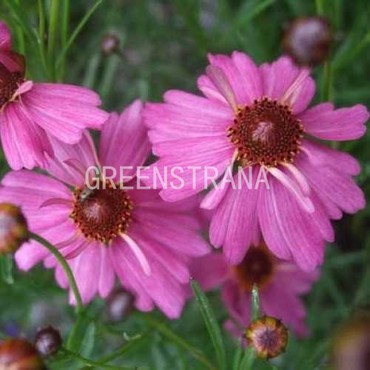 Кореопсис мутовчатый Лаймрок Пэшн (Coreopsis verticillata 'Limerock Passion')